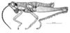Deinacris picta picta Amédégnato & Descamps, 1979: Fig. 126. mae, habitus. (Otu).