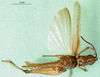 CollectionObject 1501317; c8523c01-edbc-438c-9e46-c50334699dd1: male, ventral view (holotype of Coryphosima centralis). (CollectionObject).