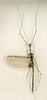CollectionObject 1561935; 5bd628fb-c89e-41b3-9cd6-15917e04f82a: copyright NHRS, Stockholm. male (holotype). (CollectionObject).