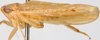 Habitus, lateral view: Abrus wuyiensis, laterally (BMNH). (Observation).