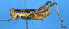CollectionObject 1537630; b593c271-5ac5-49c2-8970-7ee110b65e74: female, lateral view (syntype). (CollectionObject).