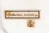 CollectionObject 1531218; c1232a83-d9c3-4924-81ef-49dbdabae07e: female, labels (lectotype). (CollectionObject).