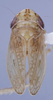 Habitus, dorsal view: (Observation).;Habitus, dorsal view: (Observation).