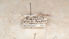 CollectionObject 1558029; da95f120-d961-4dc8-a3a8-591013db5ac9: St. Petersburg. male (paratype). (CollectionObject).
