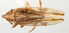 Habitus, dorsal view: !! display not done !! on Stenocranus (Stenocranus) minutus (Fabricius, 1787): (Observation).