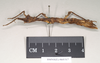 CollectionObject 1558986; 0c8a6eff-4dce-4812-9bfd-ef67ba0b7b25: copyright Natural History Museum, London. female, lateral view (holotype). (CollectionObject).