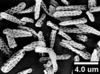 Brochosomes on Dichrophleps Stål, 1869: DP3 | Guyana, Kamakusa | AMNH. (Observation).