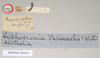 CollectionObject 1560499; NHMUK(SF IMPORT DUPLICATE) 845031, b7a4693e-b682-4524-86ad-f6d681aeedb5: copyright Natural History Museum, London. female, data labels (holotype). (CollectionObject).