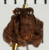 CollectionObject 1529906; 484c73fa-56bc-4530-8d08-6e43bd03bd61: female, frontal view (holotype). (CollectionObject).