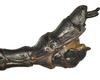 CollectionObject 1563848; 364100f8-9d9e-4eac-89c3-59294458775a: copyright O. Conle. male: end of abdomen, lateral view (paratype). (CollectionObject).;CollectionObject 1563849; b63a34f3-4e4e-47f5-b59c-fa1d1f375f11: copyright O. Conle. male: end of abdomen, lateral view (paratype). (CollectionObject).;CollectionObject 1563850; 72a260c7-dc05-4f24-98d1-642f23082df8: copyright O. Conle. male: end of abdomen, lateral view (paratype). (CollectionObject).