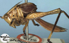 CollectionObject 1516725; f71a2da1-de7a-4494-b59d-aa7d6d69b76b: female nymph, lateral view (holotype). (CollectionObject).