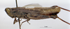 CollectionObject 1535802; b9514780-b31d-400f-a215-b633adb03047: female, lateral view (lectotype). (CollectionObject).