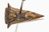 Habitus, dorsal view: !! display not done !! on Heliria strombergi Goding, 1893: (Observation).
