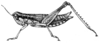 Methiola picta picta Sjöstedt, 1920: Fig. 2. female (body length 20 mm, pronotum 3.8 mm, hind femora 11 mm). (Otu).