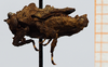 CollectionObject 1584367; feadf7d7-92ed-44dd-ba05-13469ec061a0: male, lateral view (syntype). (CollectionObject).