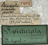 CollectionObject 1539707; d01b6926-0c18-42aa-b0de-b06694fb718e, MNHN-EO-ENSIF726: labels (holotype). (CollectionObject).