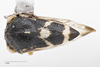 Habitus, dorsal view: !! display not done !! on Cyrtolobus togatus Woodruff, 1924: (Observation).