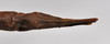 CollectionObject 1558569; 53e1fdbb-9161-455d-bcb1-b772a9e51aaa: copyright NTUC. female: end of abdomen, dorsal view (syntype). (CollectionObject).;CollectionObject 1558570; bfcc2c1d-711c-4901-beb1-4a62427f0abc: copyright NTUC. female: end of abdomen, dorsal view (syntype). (CollectionObject).