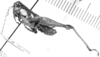 CollectionObject 1524315; 296fd29f-7646-4387-844e-1f1ba8be9bfa: male, lateral view (holotype). (CollectionObject).