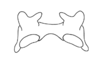 Dichromatos lilloanus (Liebermann, 1948): Fig. 9S. epiphallus, dorsal view. (Otu).