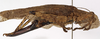 CollectionObject 1529679; ebb37810-7a8b-43a6-bdff-fb041c671801: female, lateral view (holotype). (CollectionObject).