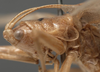 CollectionObject 1505628; 2d45954f-4cc4-4e82-90e5-59fa5ea78942: female pronotum lateral (holotype). (CollectionObject).