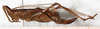 CollectionObject 1531907; NMW 9975, 8d5f4106-d4d6-48e0-b232-b7655704a795: female, lateral view (holotype). (CollectionObject).