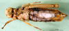 CollectionObject 1500959; 9cf54dd5-c69d-4441-bf43-ed1930bce568: female, ventral view (holotype). (CollectionObject).