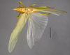 CollectionObject 2189003; 3e92da30-72d7-4127-a757-5a992b930552, ZUFMS ORT00844: Male habitus, dorsal view. (CollectionObject).