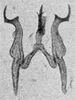 Other on Erythridula obvia (Beamer, 1930): Aedeagus, connective, and styli. (Observation).