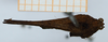 CollectionObject 1506062; e4c04240-f4a1-43b0-9094-6b13c5402fc3: male, dorsal view (syntype). (CollectionObject).