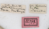 CollectionObject 1558659; NMW 147, 535edfe2-1d98-4047-a27d-4804d7e91d0c: copyright NMW. female, data labels (holotype). (CollectionObject).