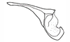 Rhammatocerus palustris Carbonell, 1988: Fig. 8. Cingulum (lateral view). (Otu).