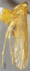 Habitus, lateral view: (Observation).