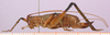 CollectionObject 1503562; cbt017s05, f0f9c63a-e140-4edc-a638-a3c62aa32862: female, lateral view (allotype). (CollectionObject).
