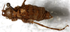 CollectionObject 1532457; 51a3be06-ecff-488c-8165-541ec8849cf7: male, dorsal view (holotype). (CollectionObject).