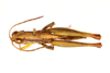 CollectionObject 1521348; e3088e4b-931f-4bd1-a4d1-823aae667e05: male, dorsal view (holotype). (CollectionObject).