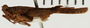 CollectionObject 1529938; NHRS NRM-ORTH 13119, 4cdaabfa-d1b6-4e05-8087-a1922bcdb00a: male, lateral view (paralectotype). (CollectionObject).