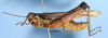 CollectionObject 1521117; bb935bac-c563-4296-a264-aa215f63aa23: male, lateral view (holotype). (CollectionObject).