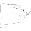 Pygofer, lateral view on Neozygina spinula Catalano, Paradell & Dietrich, 2013: Pygofer. (Observation).