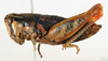 CollectionObject 1564379; 2378aa5d-1ec6-4349-8073-3894d15147ab: female, lateral view (paralectotype). (CollectionObject).