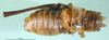 CollectionObject 1500224; 512e9784-5bad-4ccb-8ad2-d857227eb66b: male, dorsal view (holotype). (CollectionObject).