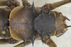 CollectionObject 1497410; cc28f471-bcfd-45ef-b48f-0c74e21dfe0c: male pronotum, dorsal view. (CollectionObject).