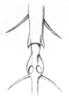 Decolya (Decolya) visenda Bolívar, 1900: Fig. 20c. tympana in foretibia. (Otu).