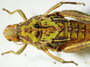 CollectionObject 1498671; c97a914b-ff0b-4ed8-9a97-1d4d3294415d: female pronotum, dorsal view. (CollectionObject).