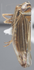 Habitus, lateral view on Colladonus fasciaticollis (Stål, 1864): Lateral. (Observation).