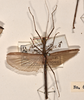 CollectionObject 1595916; 20565216-1b22-40c2-85de-f116f664ce89: copyright OUMNH. Phasma (Necroscia) maculicollis male, dorsal view (paralectotype). (CollectionObject).