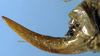CollectionObject 1516751; 97e4eae8-f6b1-4f9a-b16e-bdfa630a80e2: female ovipositor (lectotype). (CollectionObject).