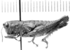 CollectionObject 1524816; 9eb5f351-9fb7-491c-b699-8c34c8e63d07: female, lateral view (holotype of Sitalces rubripes). (CollectionObject).