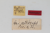 CollectionObject 1505571; b60adc6f-c0f9-4213-8d9c-0cf67bc8d262: female, labels (holotype). (CollectionObject).